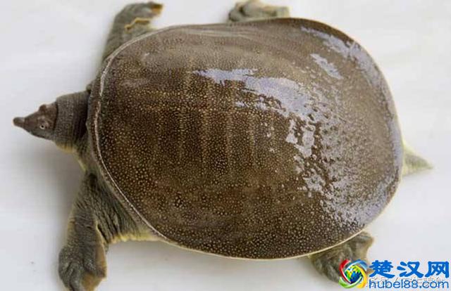 甲鱼的各种做法，一招让你烧出最美味的甲鱼！