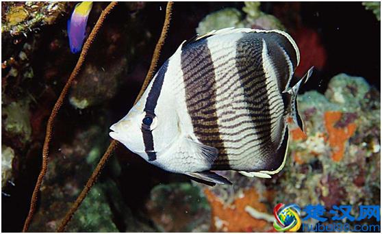 观赏鱼好养，选什么品种鱼合适，选对品种才是主要！