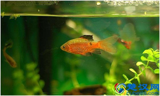 观赏鱼好养，选什么品种鱼合适，选对品种才是主要！