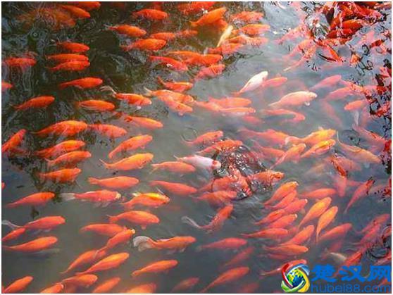 观赏鱼好养，选什么品种鱼合适，选对品种才是主要！