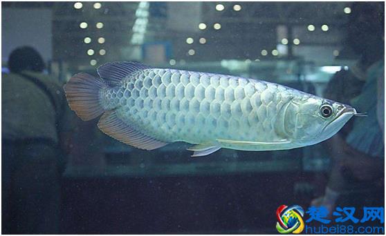 观赏鱼好养，选什么品种鱼合适，选对品种才是主要！