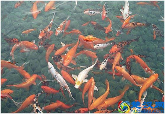 观赏鱼好养，选什么品种鱼合适，选对品种才是主要！