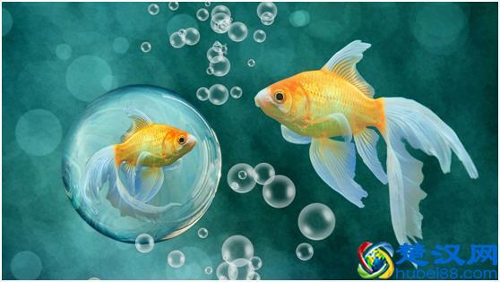 观赏鱼好养，选什么品种鱼合适，选对品种才是主要！