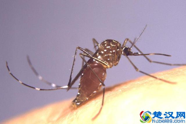 很多人不知道蚊子怕什么，教你几招对付蚊子，杠杠的