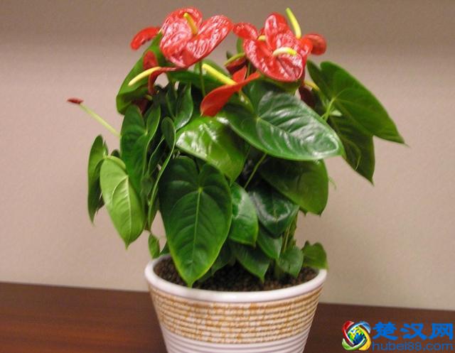 老花农养红掌的3个秘诀，红掌开花不断，红艳艳！
