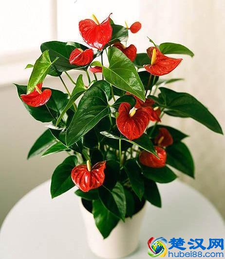 老花农养红掌的3个秘诀，红掌开花不断，红艳艳！