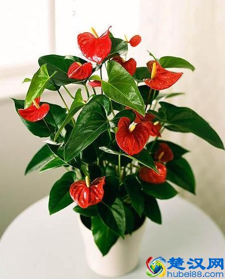 老花农养红掌的3个秘诀，红掌开花不断，红艳艳！