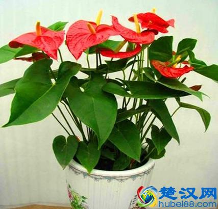 老花农养红掌的3个秘诀，红掌开花不断，红艳艳！