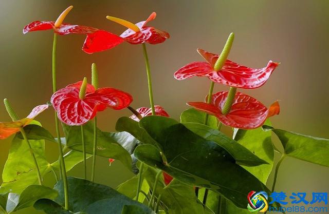 老花农养红掌的3个秘诀，红掌开花不断，红艳艳！