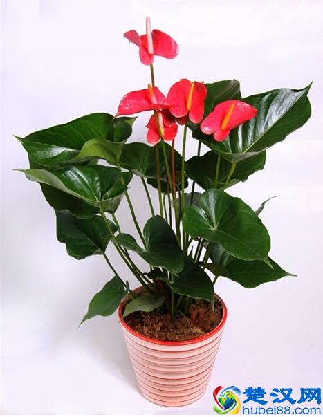 老花农养红掌的3个秘诀，红掌开花不断，红艳艳！