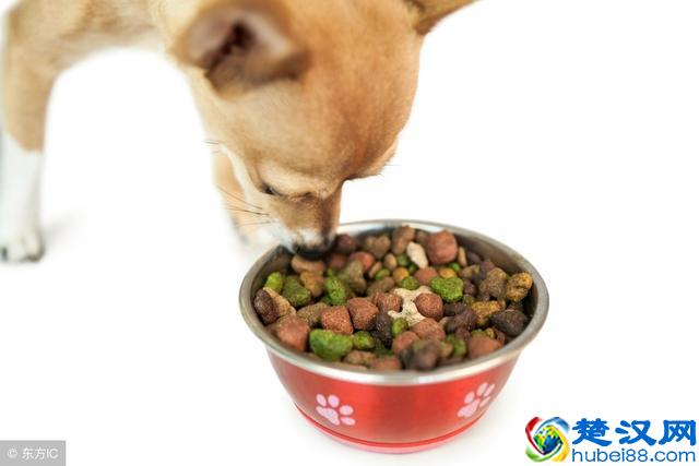 狗狗不吃东西怎么办？