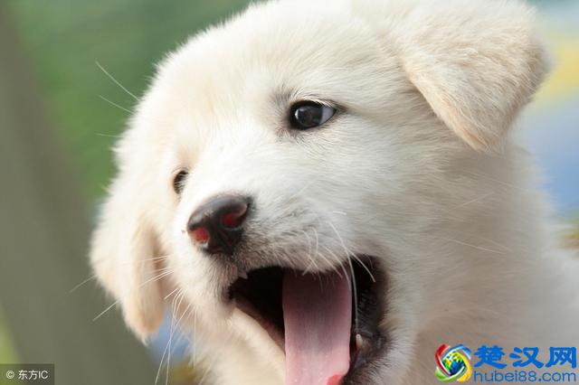 狗狗不吃东西怎么办？