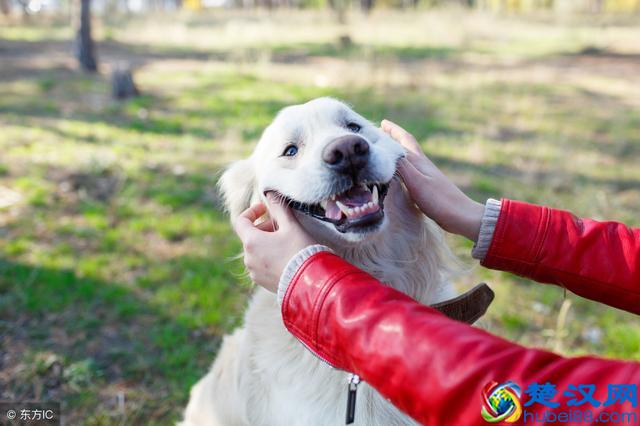 狗狗不吃东西怎么办？