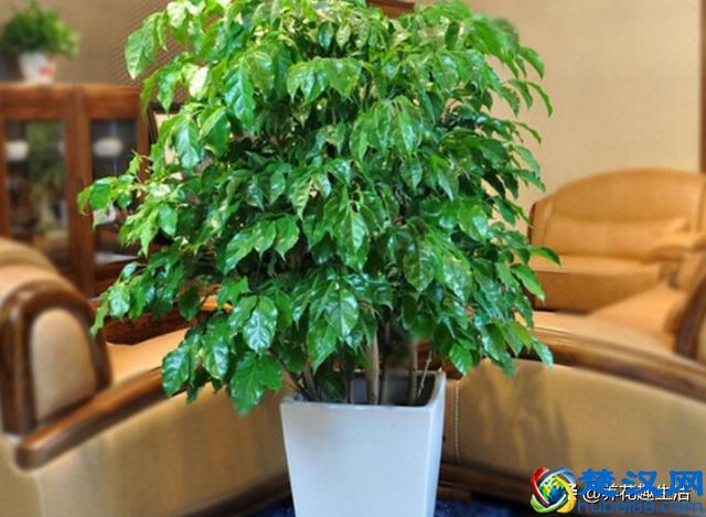 冬天幸福树“这么”养，叶子油绿有光泽，让家里充满“生机”