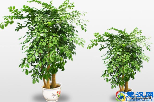 冬天幸福树“这么”养，叶子油绿有光泽，让家里充满“生机”