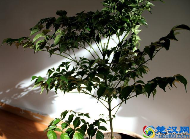 冬天幸福树“这么”养，叶子油绿有光泽，让家里充满“生机”