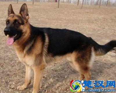 德国牧羊犬吃什么 用营养丰富的喂养方法