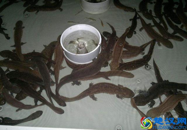 这种鱼一般人真不敢养？这里教您怎么养娃娃鱼，快来看看吧！