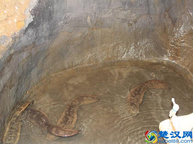 这种鱼一般人真不敢养？这里教您怎么养娃娃鱼，快来看看吧！