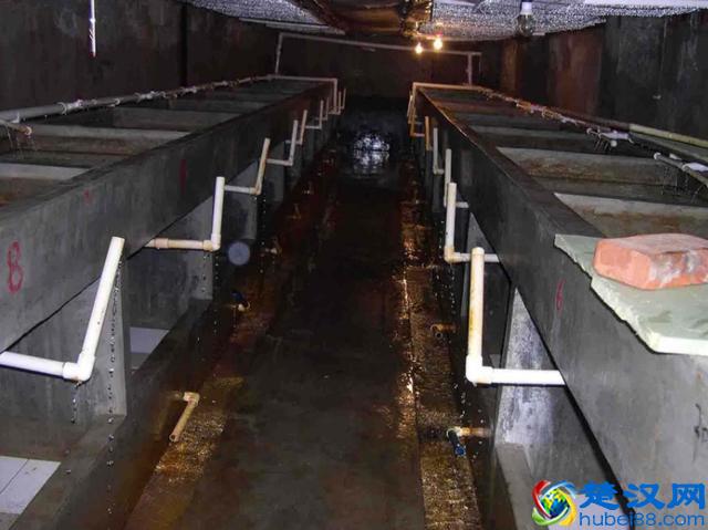 这种鱼一般人真不敢养？这里教您怎么养娃娃鱼，快来看看吧！