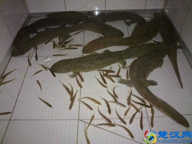 这种鱼一般人真不敢养？这里教您怎么养娃娃鱼，快来看看吧！