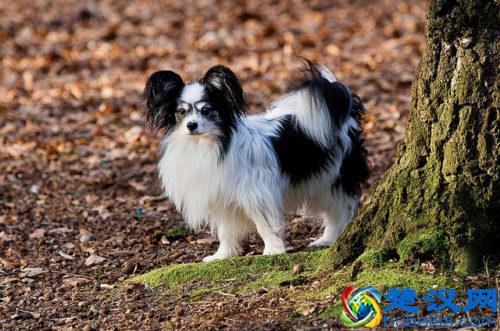 最聪明的小型犬！喜欢养小狗，就不要错过这9种狗狗