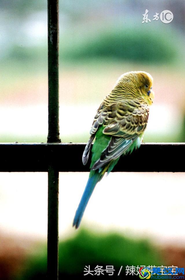 在北京老大爷养了十多年的虎皮鹦鹉，总结了喂养四个注意事项