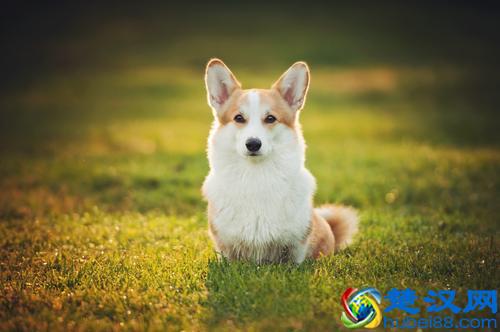 最聪明的小型犬！喜欢养小狗，就不要错过这9种狗狗