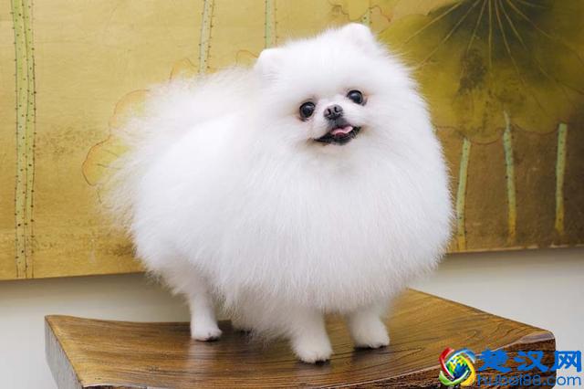 最聪明的小型犬！喜欢养小狗，就不要错过这9种狗狗