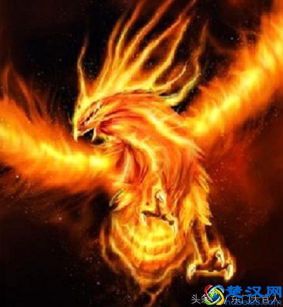 “凤凰涅槃，浴火重生”中的“凤凰”原来指的是另外一种鸟！