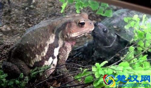 乌龟冬天怎么养？冬天家庭养龟须知！家养的乌龟如何安全过冬？