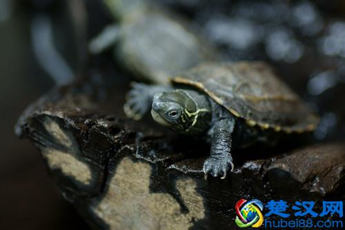 乌龟冬天怎么养？冬天家庭养龟须知！家养的乌龟如何安全过冬？