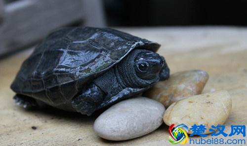 乌龟冬天怎么养？冬天家庭养龟须知！家养的乌龟如何安全过冬？