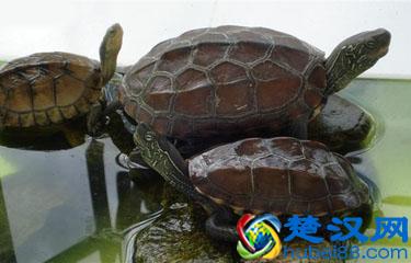 乌龟冬天怎么养？冬天家庭养龟须知！家养的乌龟如何安全过冬？