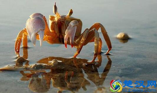 活螃蟹怎么保存 活螃蟹如何保存才好