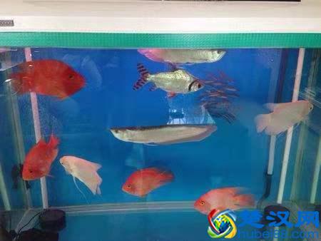 新手如何能把鹦鹉鱼养红，我们需要掌握几个要点！