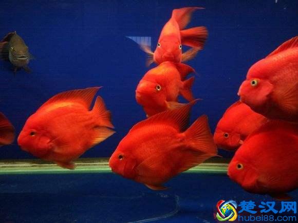 新手如何能把鹦鹉鱼养红，我们需要掌握几个要点！