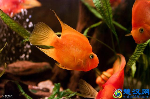 新手如何能把鹦鹉鱼养红，我们需要掌握几个要点！