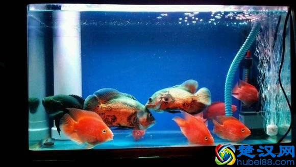 新手如何能把鹦鹉鱼养红，我们需要掌握几个要点！