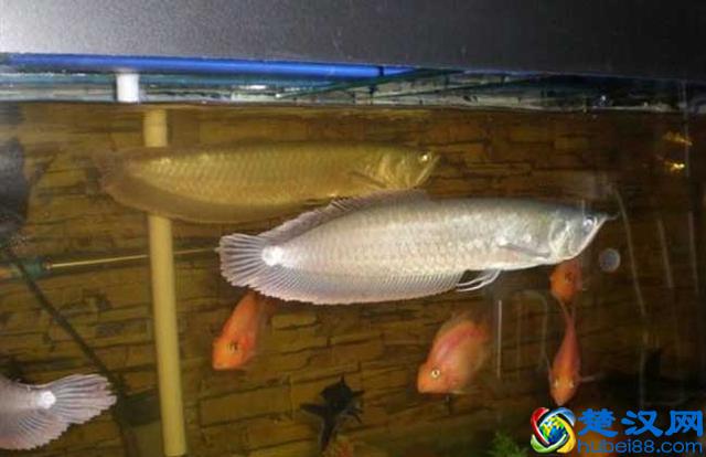 银龙鱼怎么养？