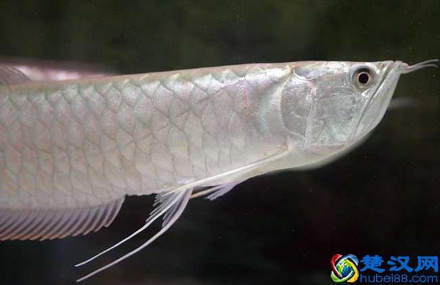 银龙鱼怎么养？