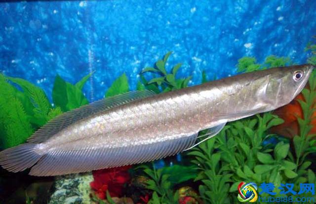 银龙鱼怎么养？