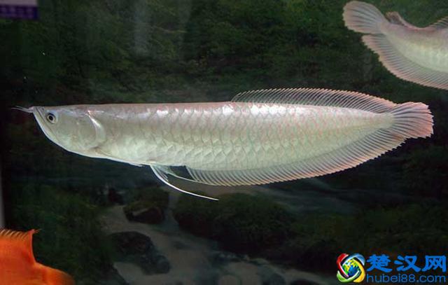 银龙鱼怎么养？