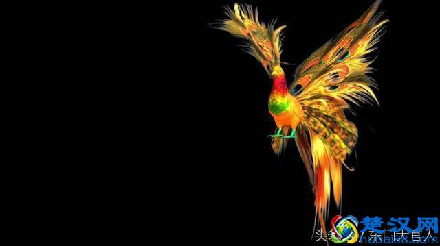 “凤凰涅槃，浴火重生”中的“凤凰”原来指的是另外一种鸟！