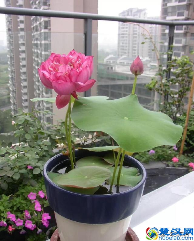 养盆栽睡莲、碗莲,一个小技巧,叶子蹭蹭长满盆,一次开10朵!