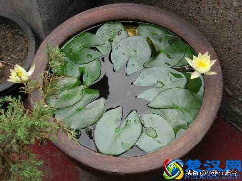 养盆栽睡莲、碗莲,一个小技巧,叶子蹭蹭长满盆,一次开10朵!