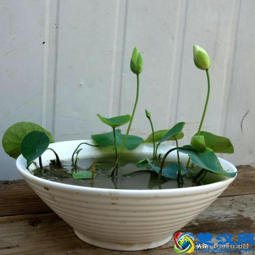 养盆栽睡莲、碗莲,一个小技巧,叶子蹭蹭长满盆,一次开10朵!