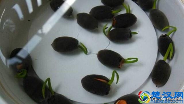 养盆栽睡莲、碗莲,一个小技巧,叶子蹭蹭长满盆,一次开10朵!