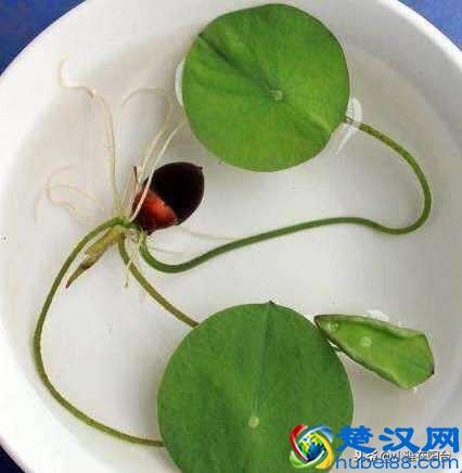 养盆栽睡莲、碗莲,一个小技巧,叶子蹭蹭长满盆,一次开10朵!