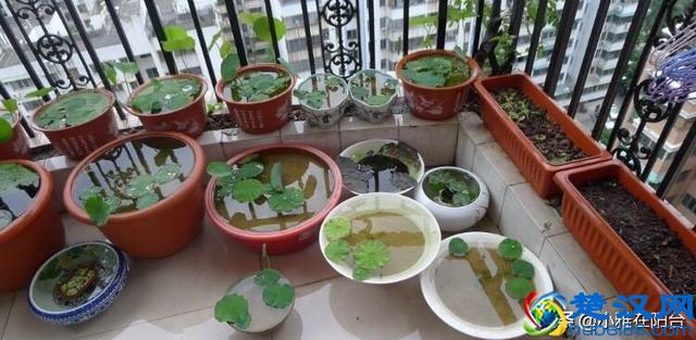 养盆栽睡莲、碗莲,一个小技巧,叶子蹭蹭长满盆,一次开10朵!